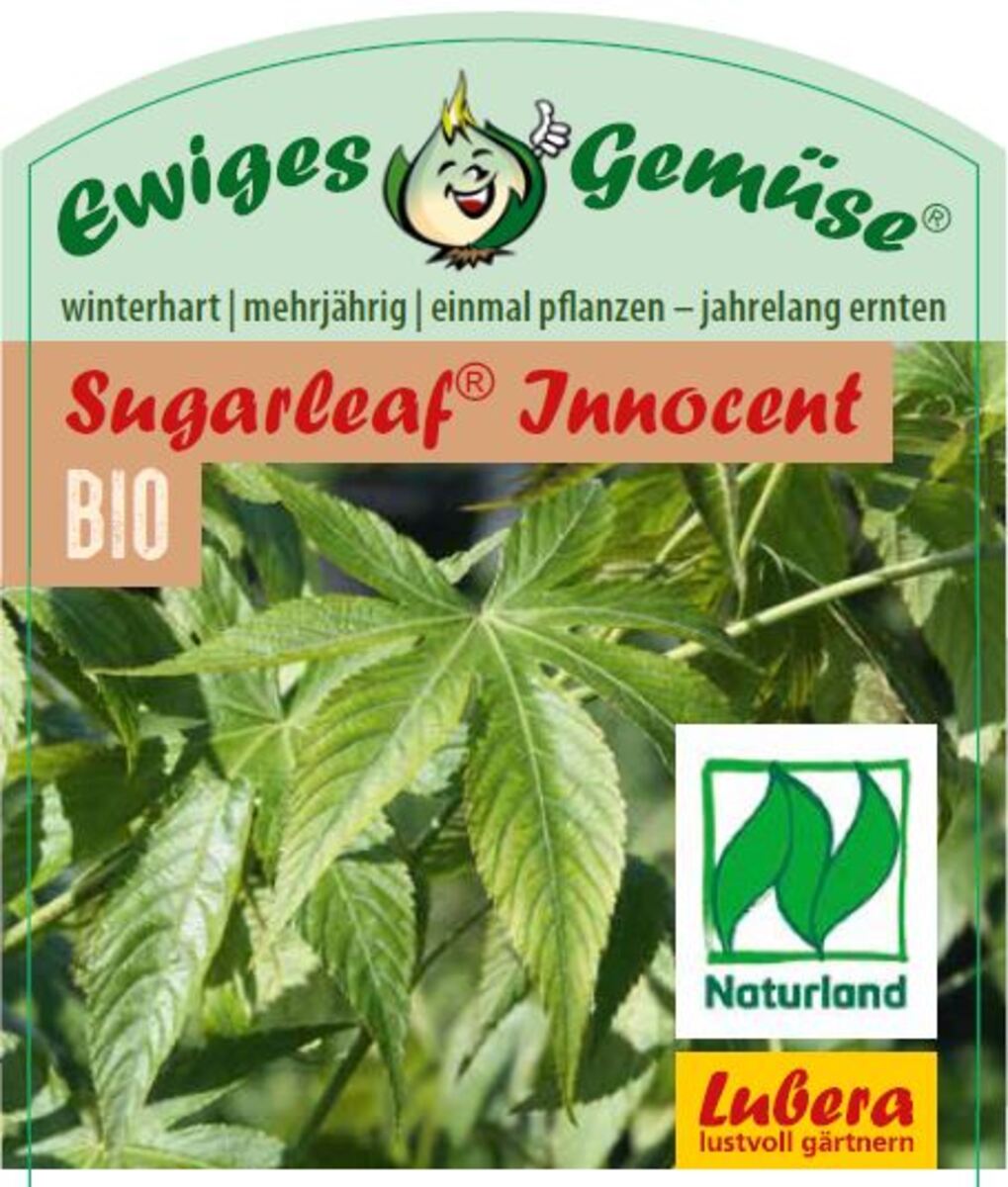 Bild 1 von Süßblatt Rubus chingii 12 cm Topf