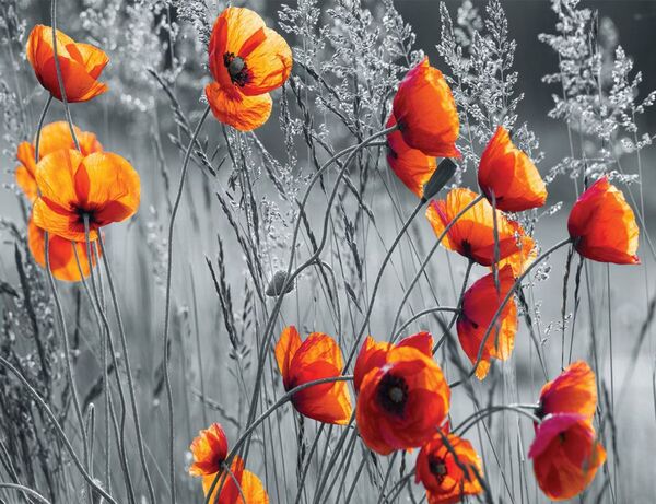 Bild 1 von Fototapete Vlies MOHN