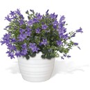 Bild 2 von Glockenblume "Get Mee" Blau Topf-Ø ca. 10,5 cm Campanula