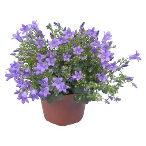 Glockenblume "Get Mee" Blau Topf-Ø ca. 10,5 cm Campanula