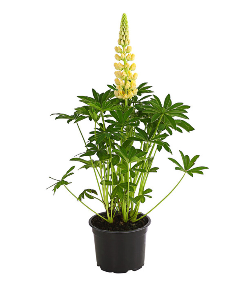 Bild 3 von Lupine, verschiedene Sorten