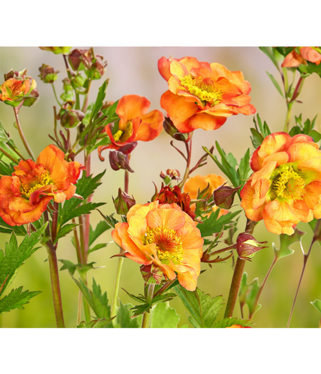 Bild 1 von Nelkenwurz 'Mai Tai'