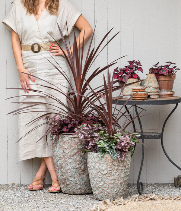 Bild 2 von Keulenlilie - Cordyline australis