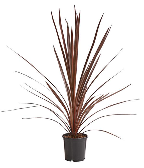 Bild 1 von Keulenlilie - Cordyline australis