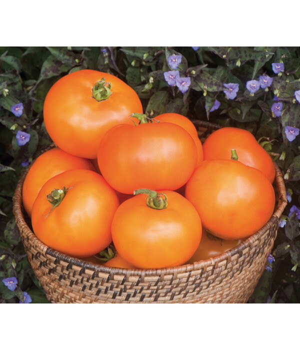 Bild 1 von Dehner Gourmet Garten Fleischtomate, orange