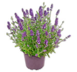 Lavendel*