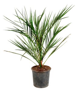 Mediterrane Palme im 15 cm Topf