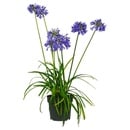 Bild 1 von GARDENLINE Agapanthus