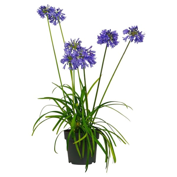 Bild 1 von GARDENLINE Agapanthus