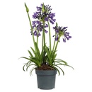 Bild 4 von GARDENLINE Agapanthus