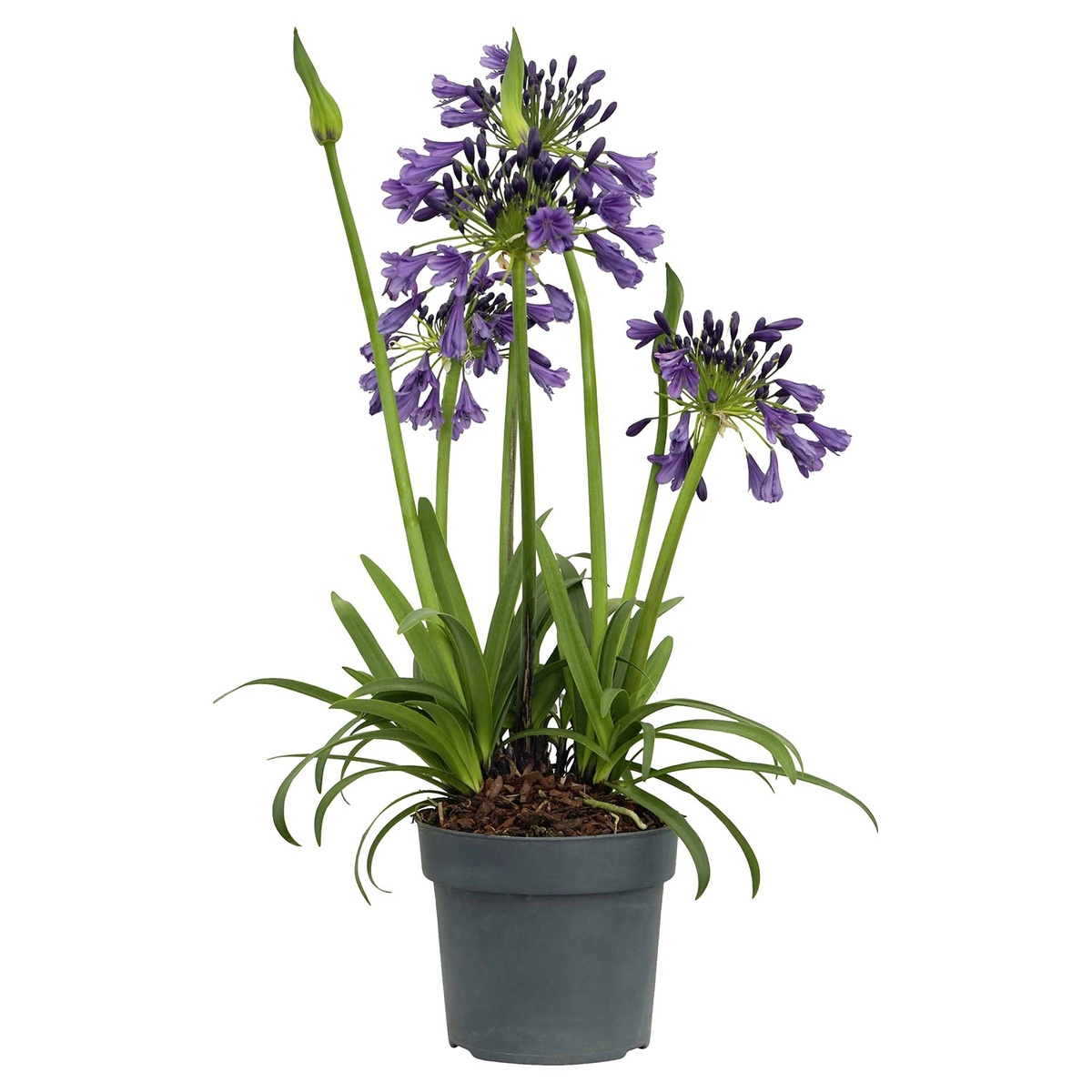 Bild 4 von GARDENLINE Agapanthus
