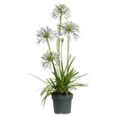 Bild 3 von GARDENLINE Agapanthus