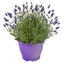 Bild 1 von GARDENLINE Lavendel