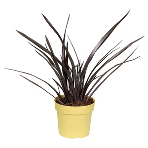 GARDENLINE Phormium