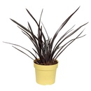 Bild 1 von GARDENLINE Phormium