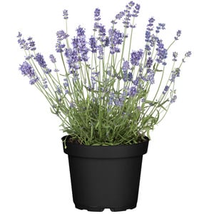 toom Lavendel 14 cm Topf