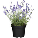 Bild 1 von toom Lavendel 14 cm Topf