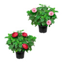 Bild 1 von GARDENLINE Hibiskus / Dipladenia