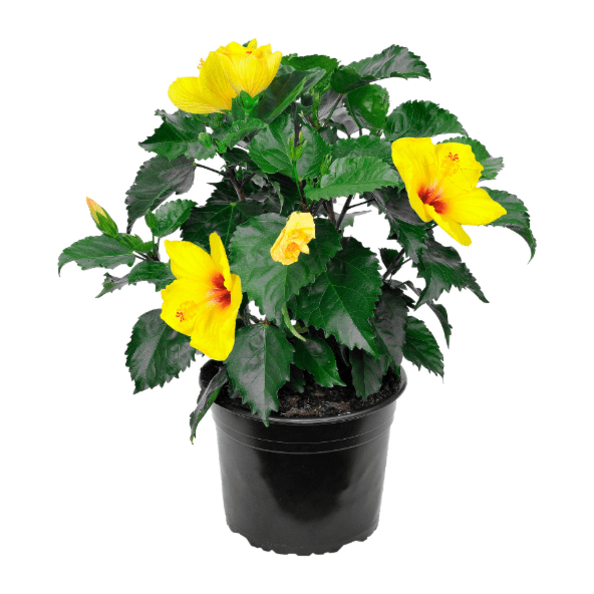 Bild 3 von GARDENLINE Hibiskus / Dipladenia