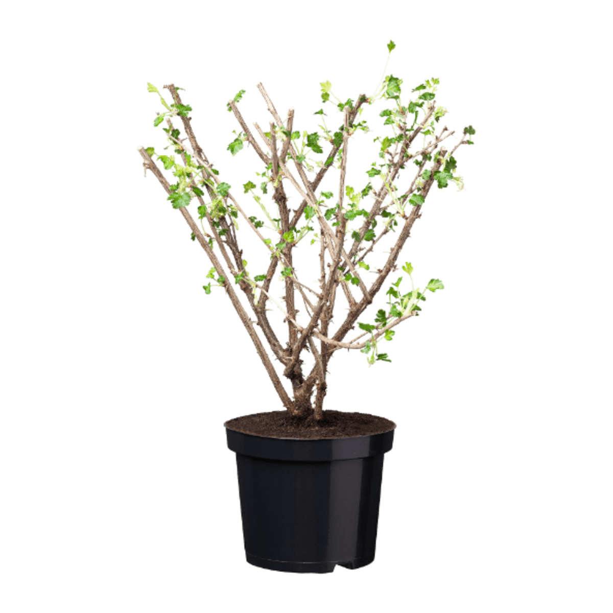 Bild 3 von GARDENLINE Beerenstrauch