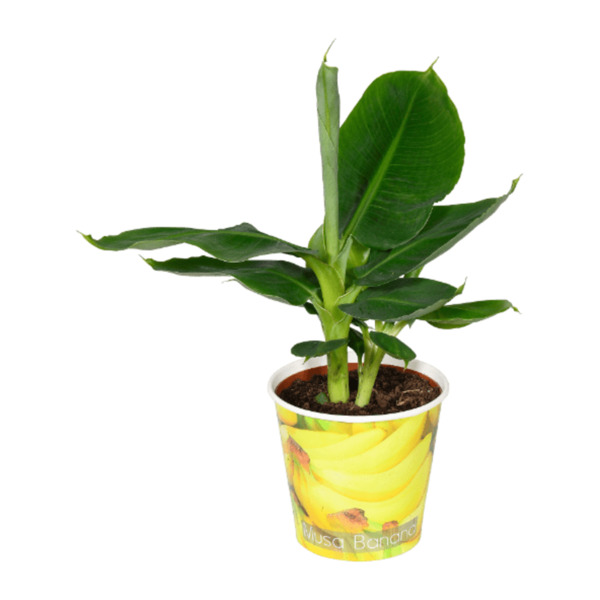 Bild 4 von GARDENLINE Obstmix im Becher