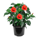 Bild 2 von GARDENLINE Hibiskus / Dipladenia