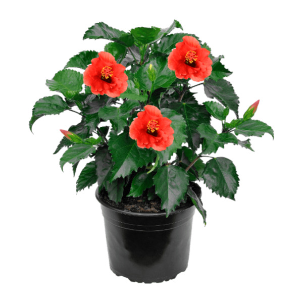Bild 2 von GARDENLINE Hibiskus / Dipladenia