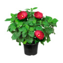 Bild 4 von GARDENLINE Hibiskus / Dipladenia