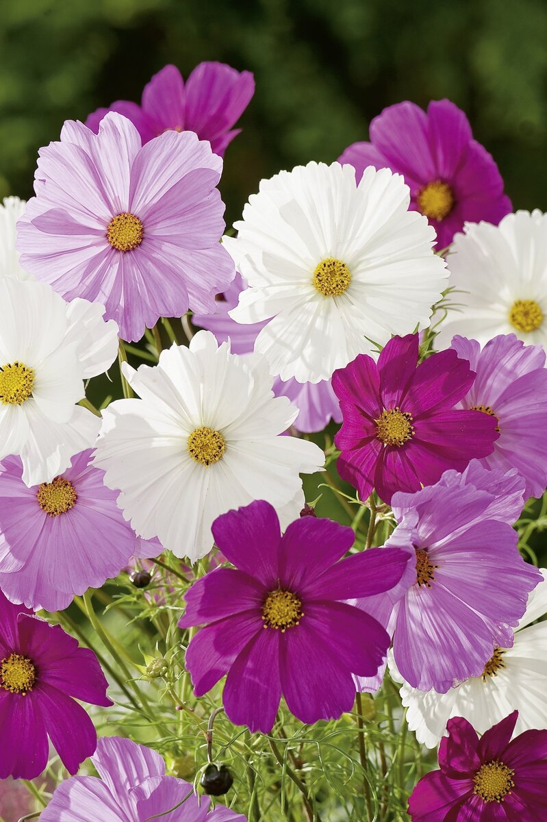 Bild 2 von Schmuckkörbchen