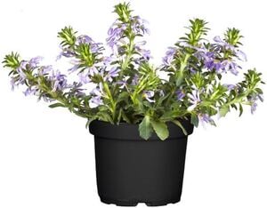 Fächerblume Scaevola im 13 cm Topf