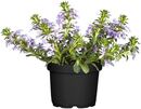 Bild 1 von Fächerblume Scaevola im 13 cm Topf