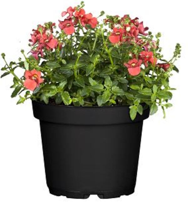 Lavendel Pflanzen Winterhart - 6er Box Für Beet & Balkon