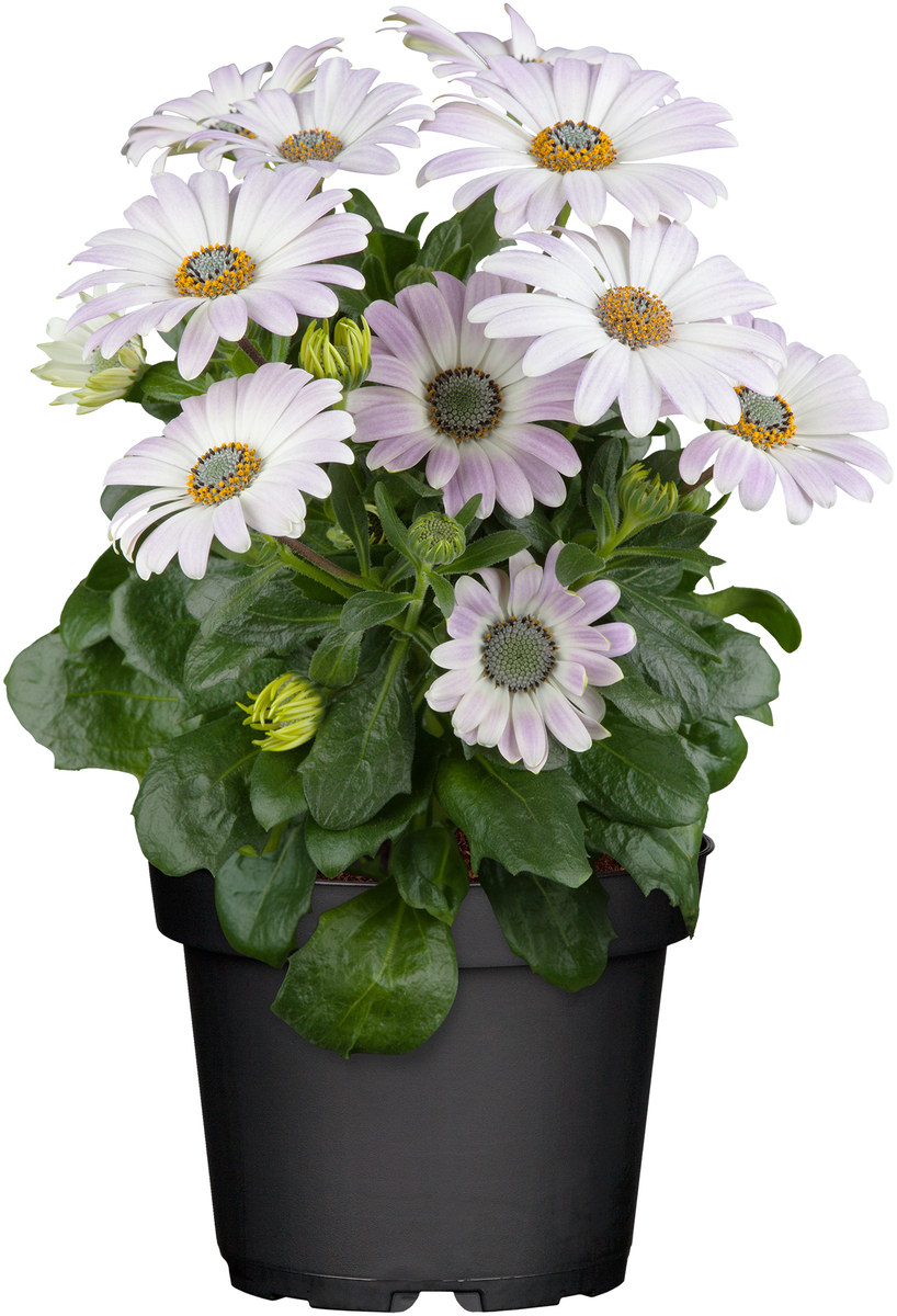 Bild 1 von Kapkörbchen Osteospermum H 20 cm 10,5 cm Topf