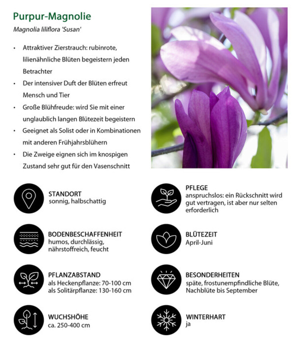 Bild 4 von Purpur-Magnolie 'Susan'