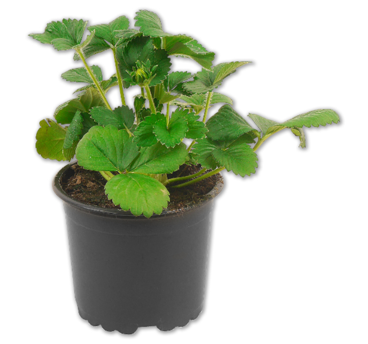 Bild 1 von Erdbeerpflanze*