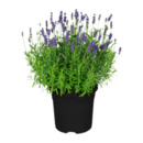 Bild 2 von GARDENLINE Lavendel / Lilien