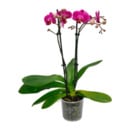 Bild 3 von GARDENLINE Orchidee (Phalaenopsis)