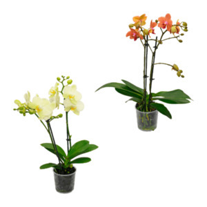 GARDENLINE Orchidee (Phalaenopsis)