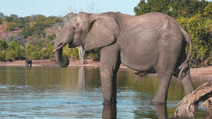 Rundreisen Botswana, Namibia & Simbabwe: Rundreise ab/an Windhoek inkl. 2 Bussafaris im Etosha Nationalpark