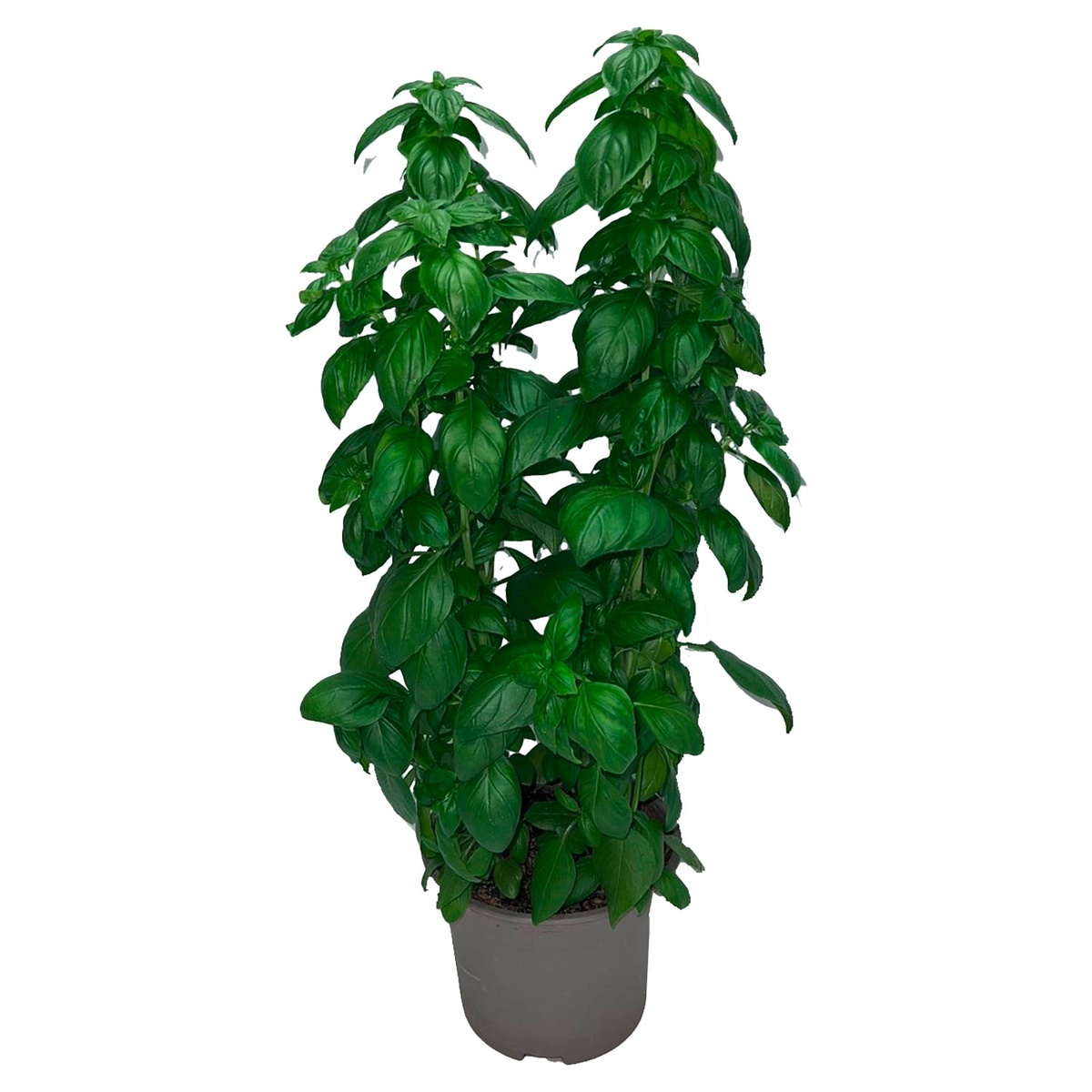 Bild 2 von GARDENLINE Gourmetfestival