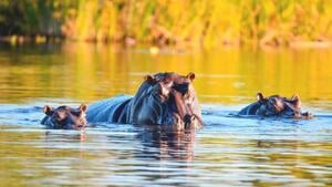 Rundreisen Namibia, Botswana & Simbabwe: Kleingruppen-Rundreise von Windhoek bis Victoria Falls inkl. Bussafari im Etosha Nationalpark