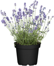 Bild 1 von Lavendel Hidcote H ca 25 cm 12 cm Topf