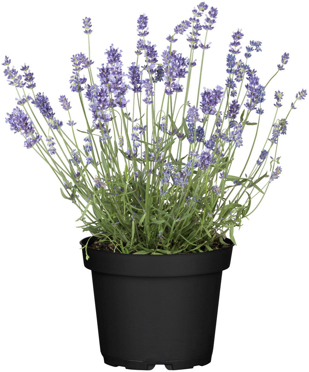 Bild 1 von Lavendel Hidcote H ca 25 cm 12 cm Topf