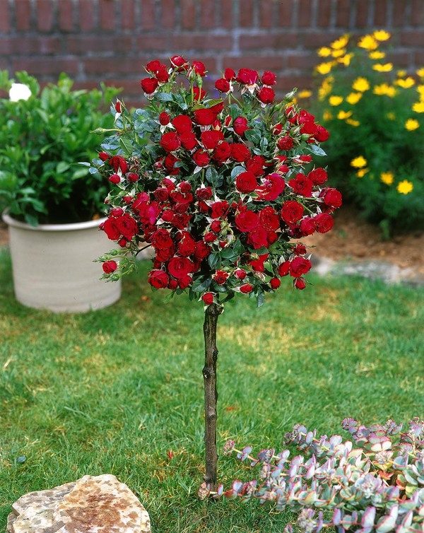 Bild 2 von Stammrose