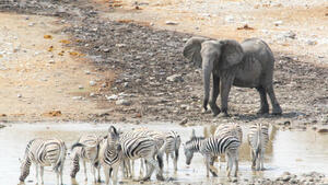 Rundreisen Namibia: Rundreise ab/an Windhoek inkl. Ganztagessafari im Etosha Nationalpark