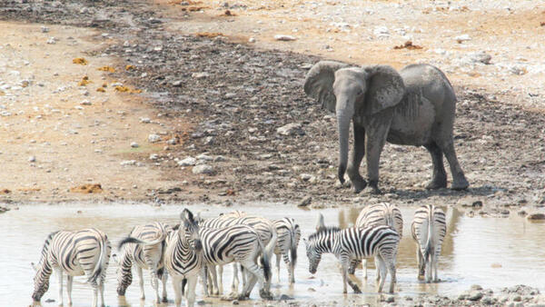 Bild 1 von Rundreisen Namibia: Rundreise ab/an Windhoek inkl. Ganztagessafari im Etosha Nationalpark