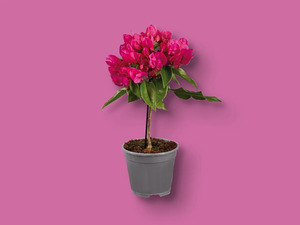 Bougainvillea Stamm, 
         Topf