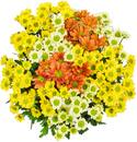 Bild 3 von Chrysanthemen Santini Mix, Bund