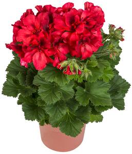 Sommerblumen
