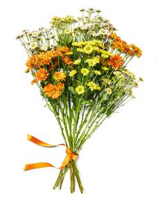 Chrysanthemen Santini Mix, Bund